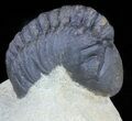 Bargain, Reedops Trilobite - Atchana, Morocco #62075-3